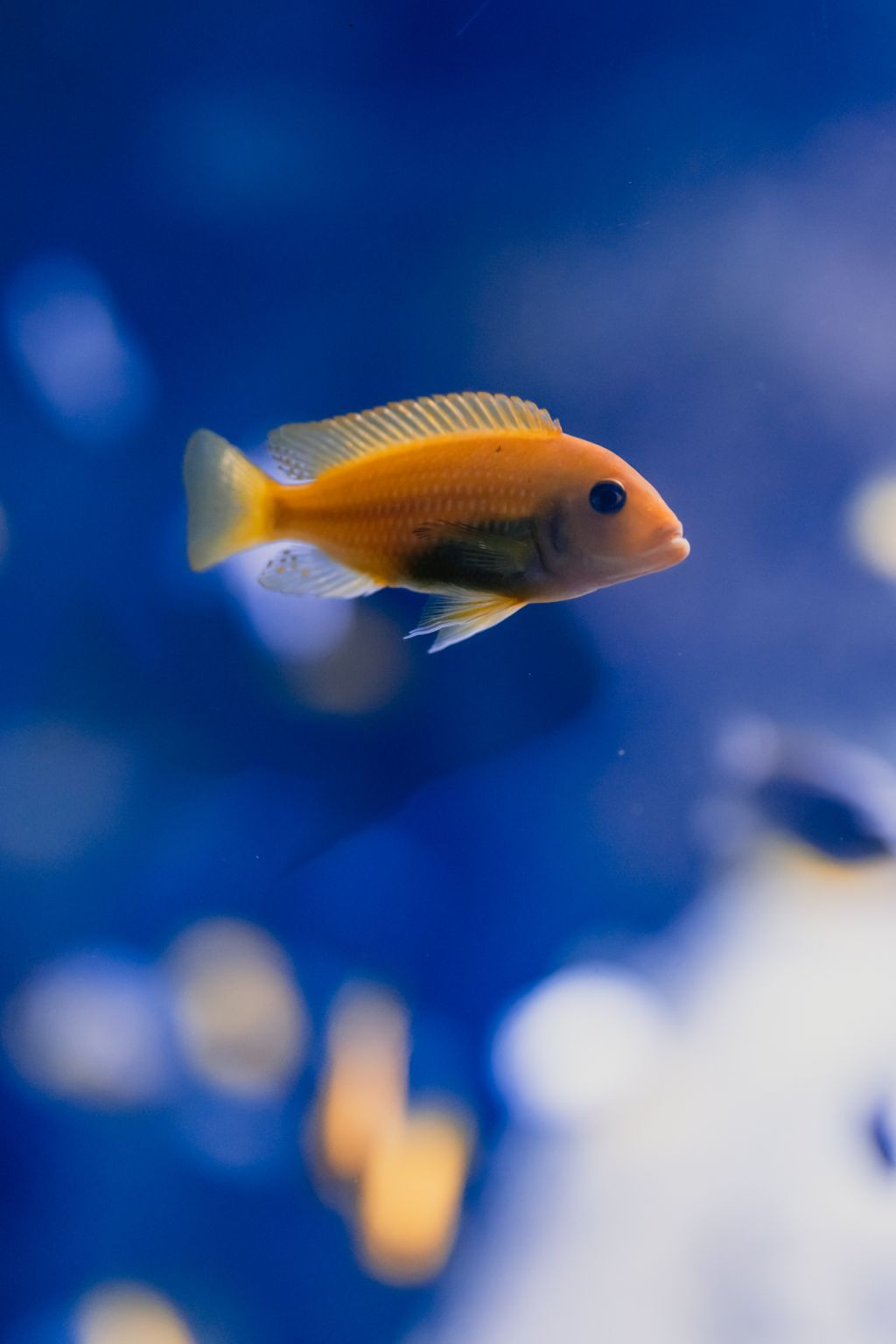 Aquarium du Grand Lyon: Entry Ticket