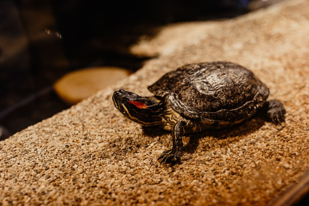 Aquarium du Grand Lyon: Entry Ticket