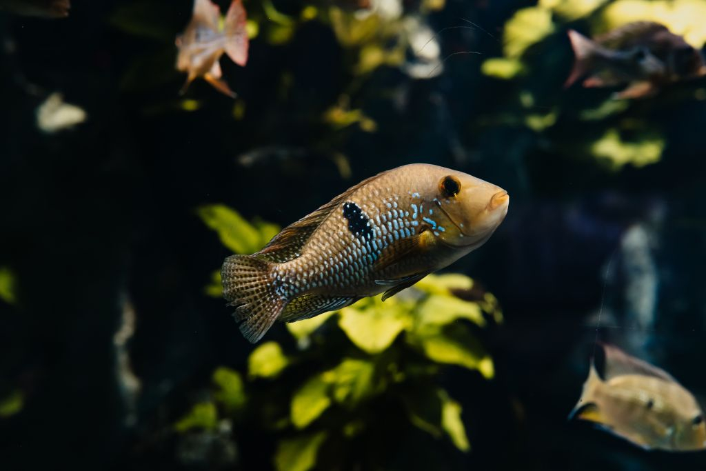 Aquarium du Grand Lyon: Entry Ticket