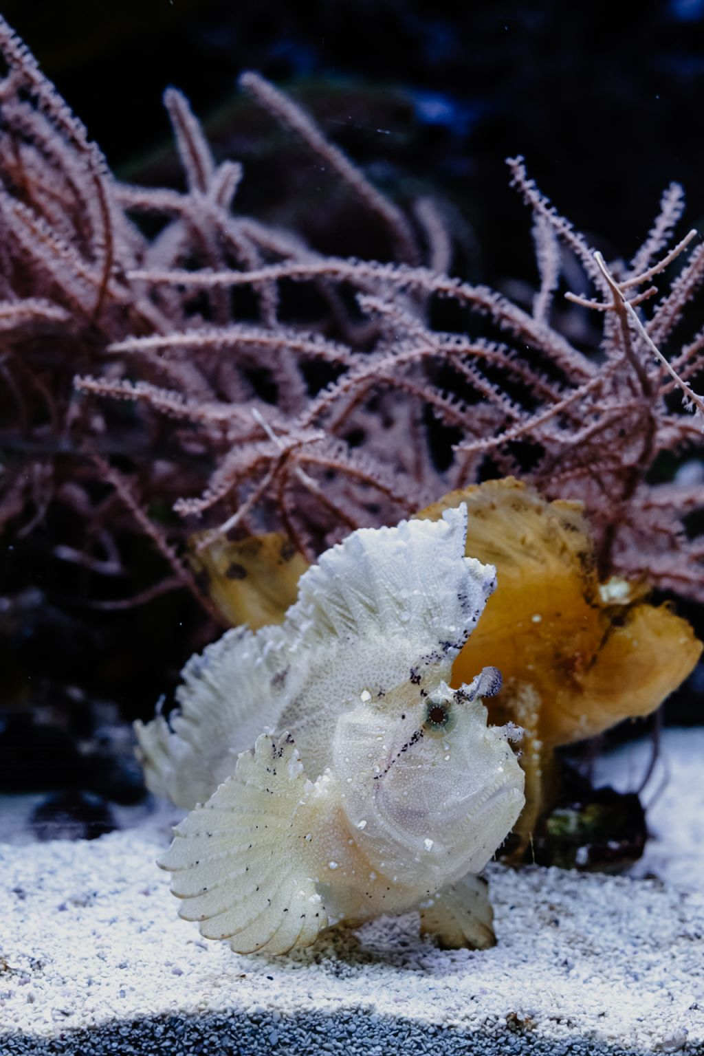 Aquarium du Grand Lyon: Entry Ticket