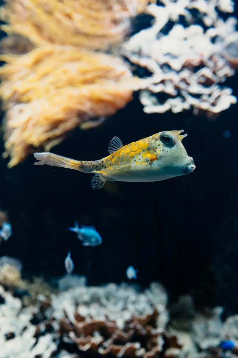 Aquarium du Grand Lyon: Billet d'entrée