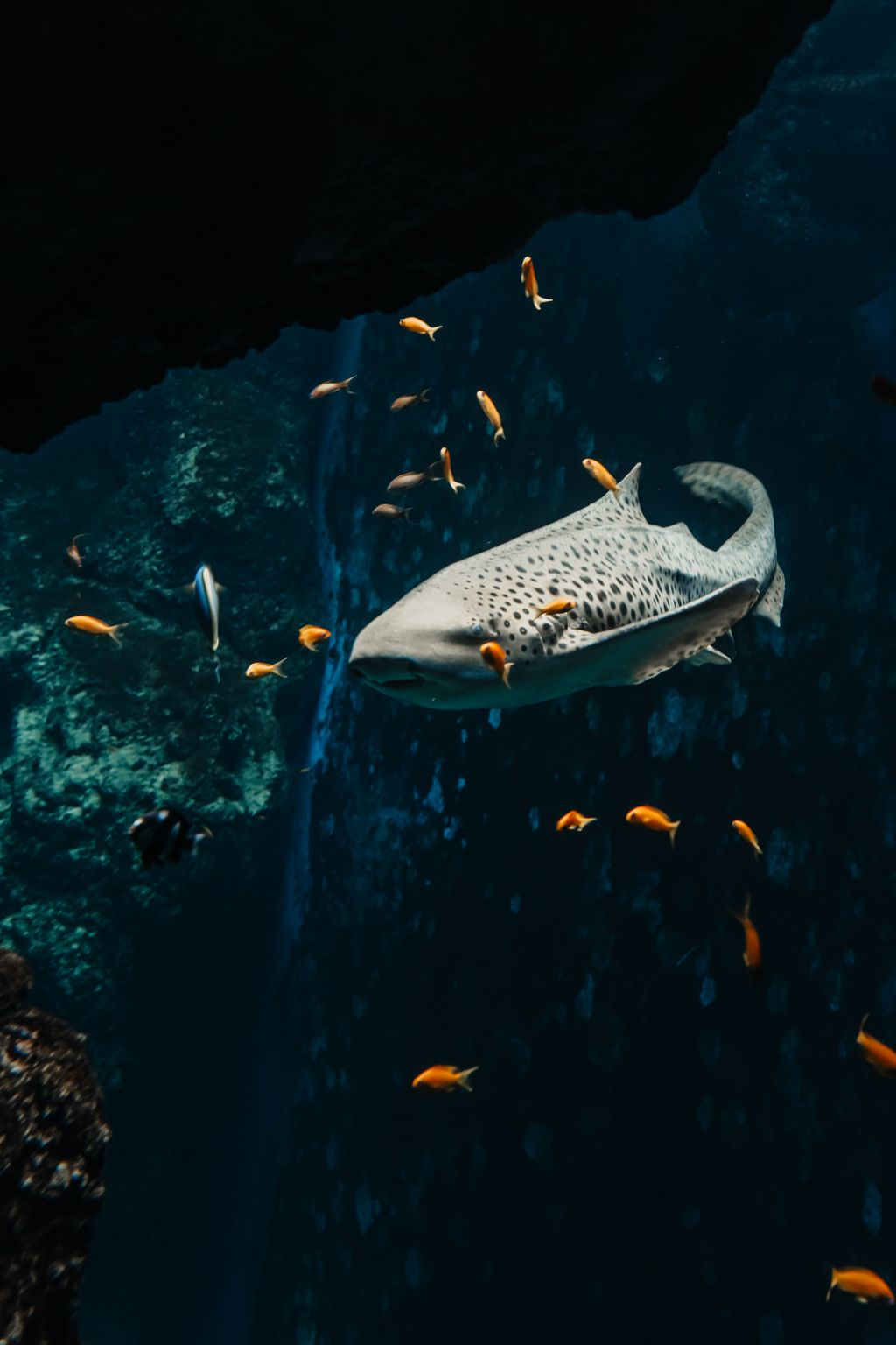 Aquarium du Grand Lyon: Entry Ticket