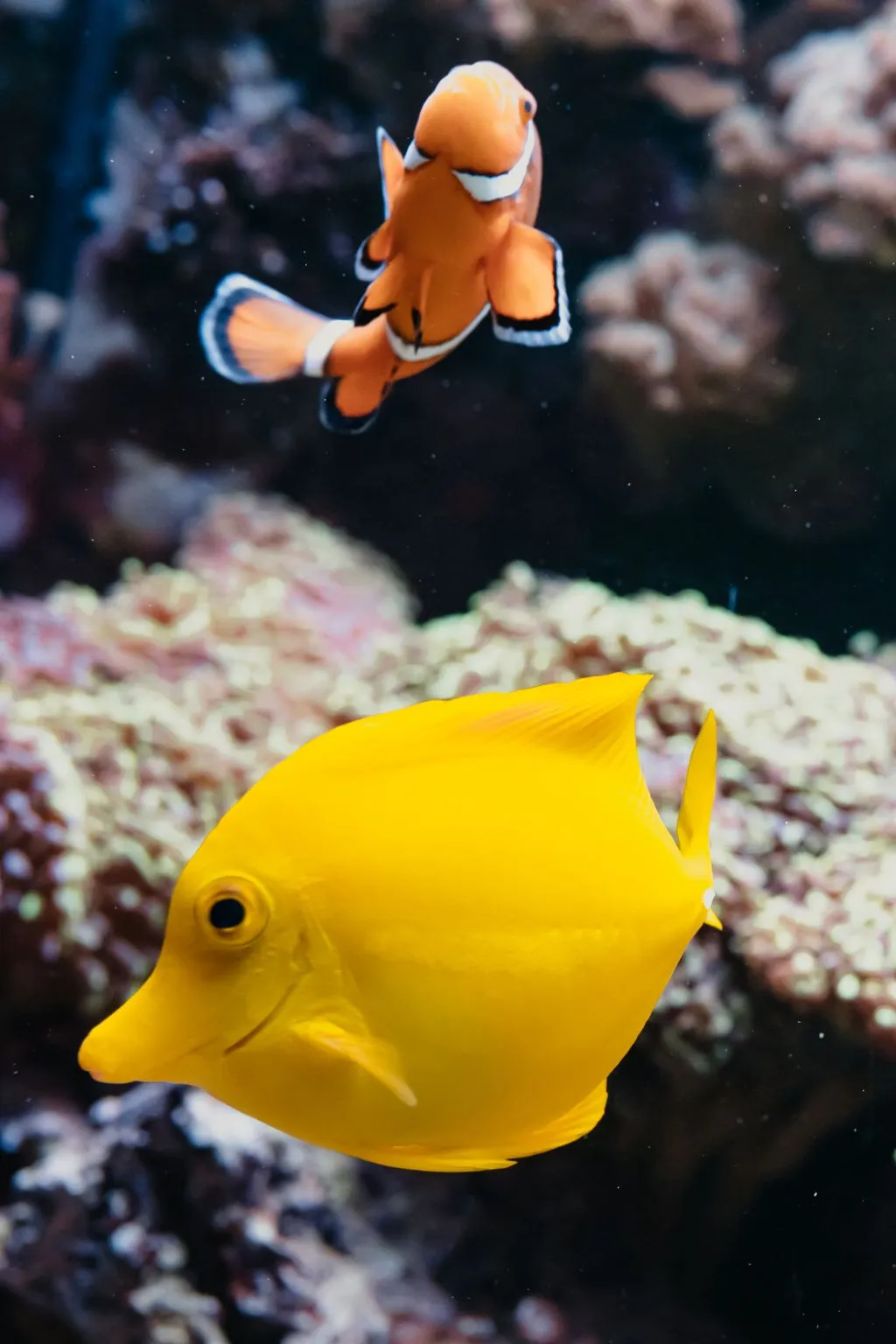 Aquarium du Grand Lyon: Entry Ticket