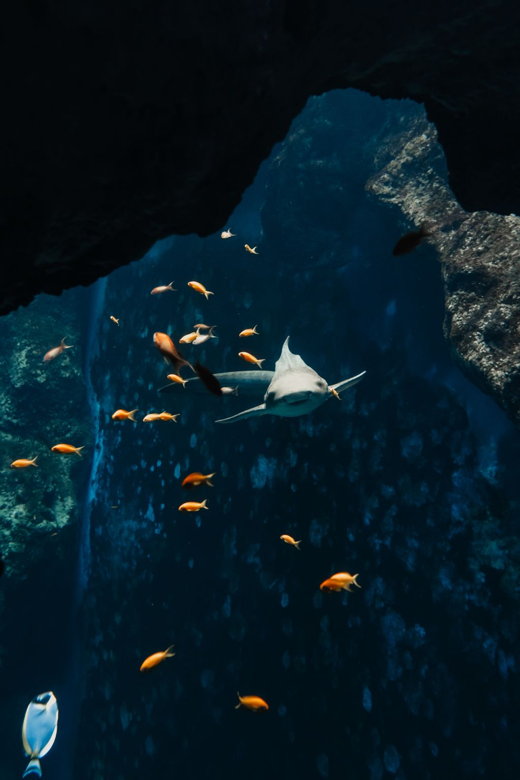 Aquarium du Grand Lyon: Entry Ticket