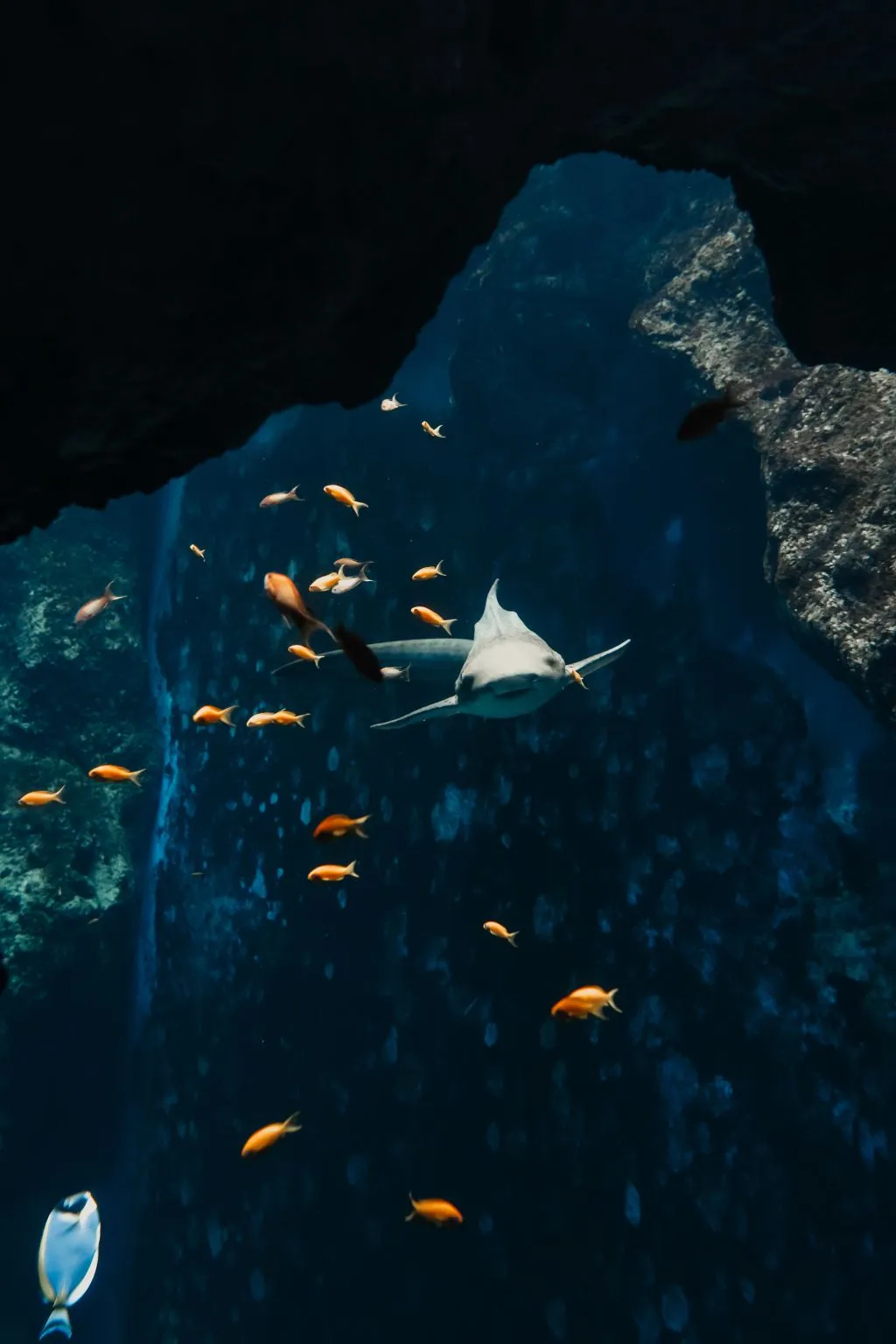 Aquarium du Grand Lyon: Entry Ticket