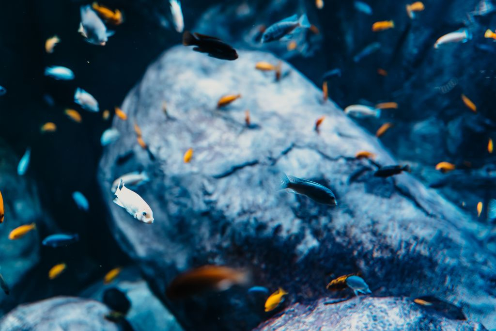 Aquarium du Grand Lyon: Entry Ticket