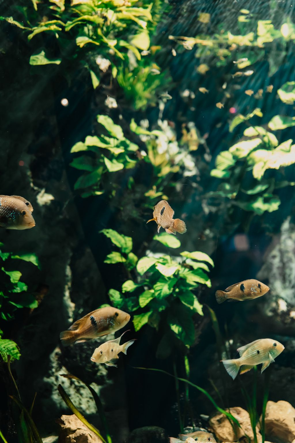 Aquarium du Grand Lyon: Entry Ticket