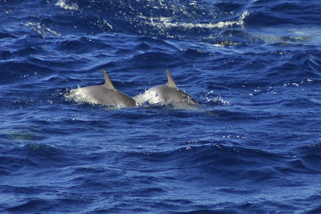 Avistamiento de Delfines en Fuerteventura