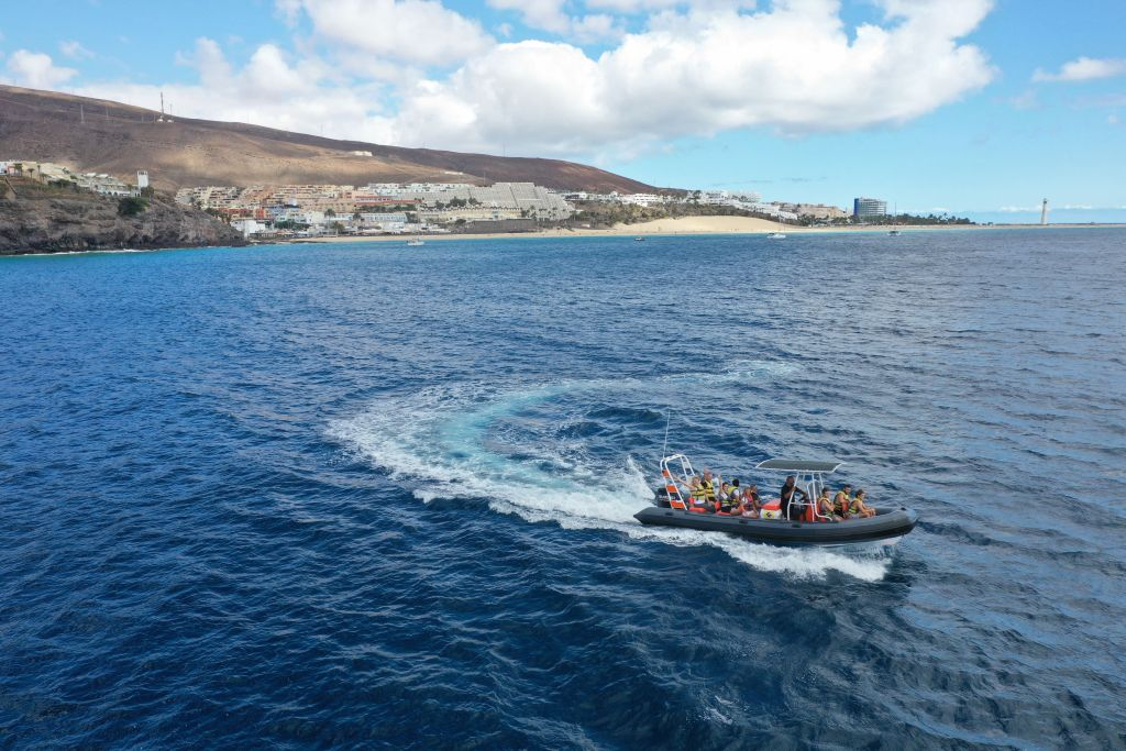 Avistamiento de Delfines en Fuerteventura