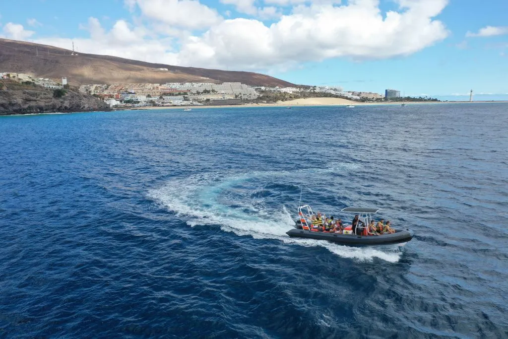 Avistamiento de Delfines en Fuerteventura