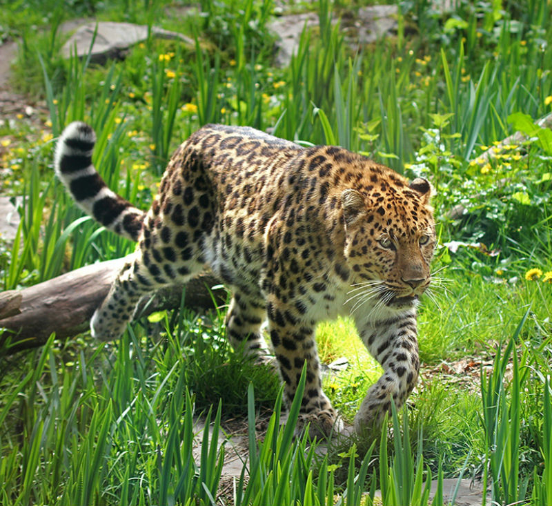 Zoo des Sables-d'Olonne: Billet d'entrée