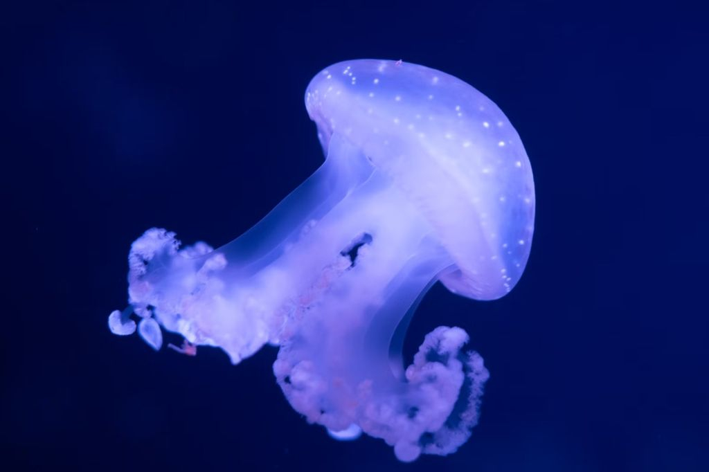 Aquarium de Paris: Pass annuale