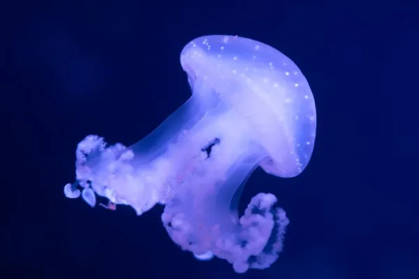 Aquarium de Paris: Pass annuale