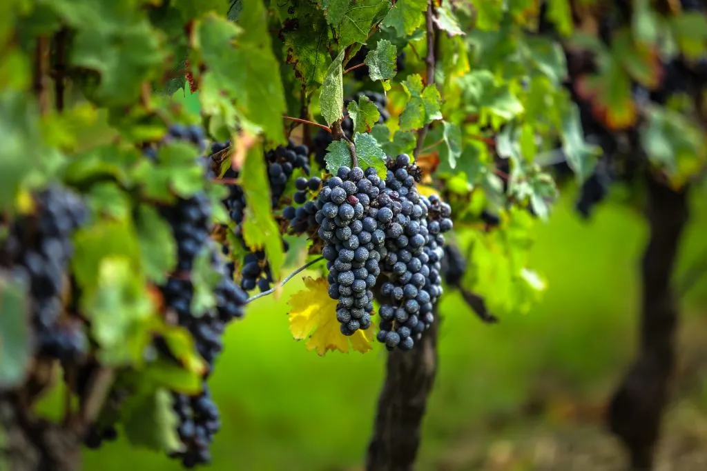 Saint-Émilion Village: Half-Day Wine Tour from Bordeaux