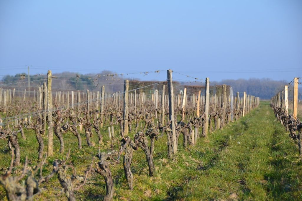 Vallée de la Loire : Excursion viticole au départ de Paris + déjeuner