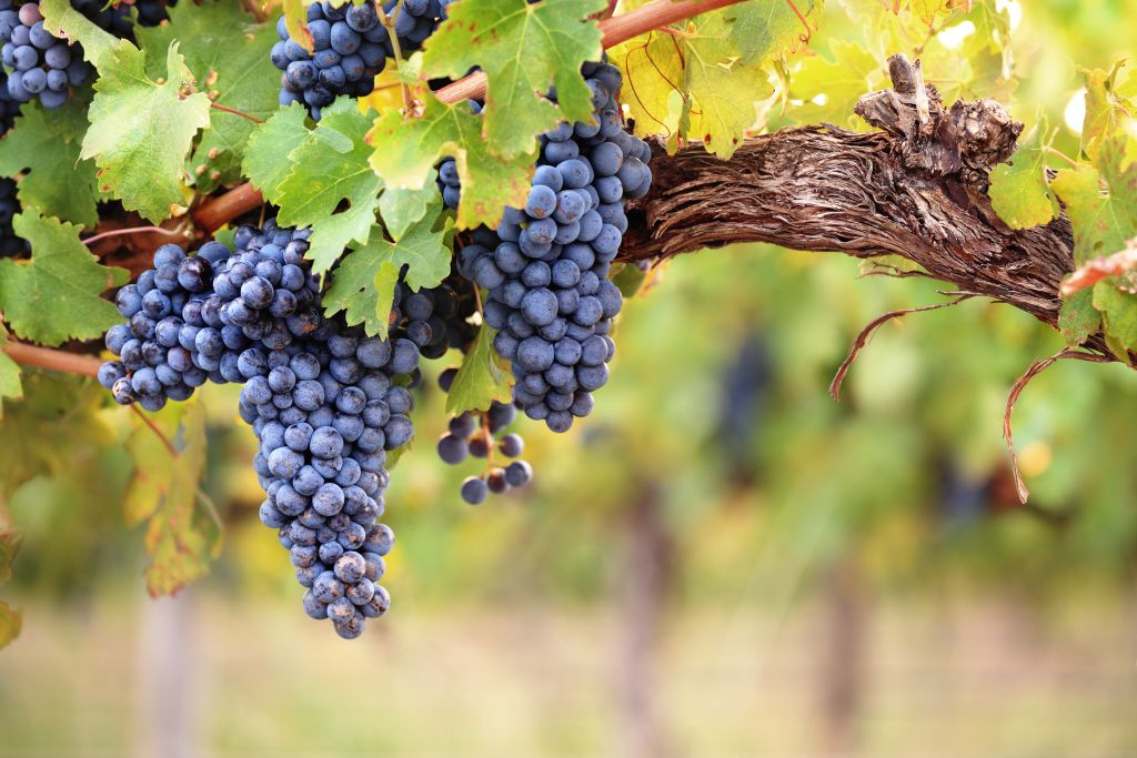 Saint-Émilion Village: Full-Day Wine Tour from Bordeaux