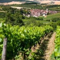 Burgundy: Wine Day Trip from Paris