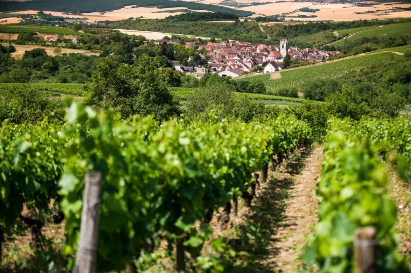 Burgundy: Wine Day Trip from Paris