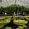 Kew Gardens: Entry Ticket