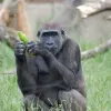 London Zoo: Entry Ticket