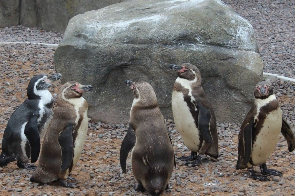 Exploris Aquarium: Entry Ticket