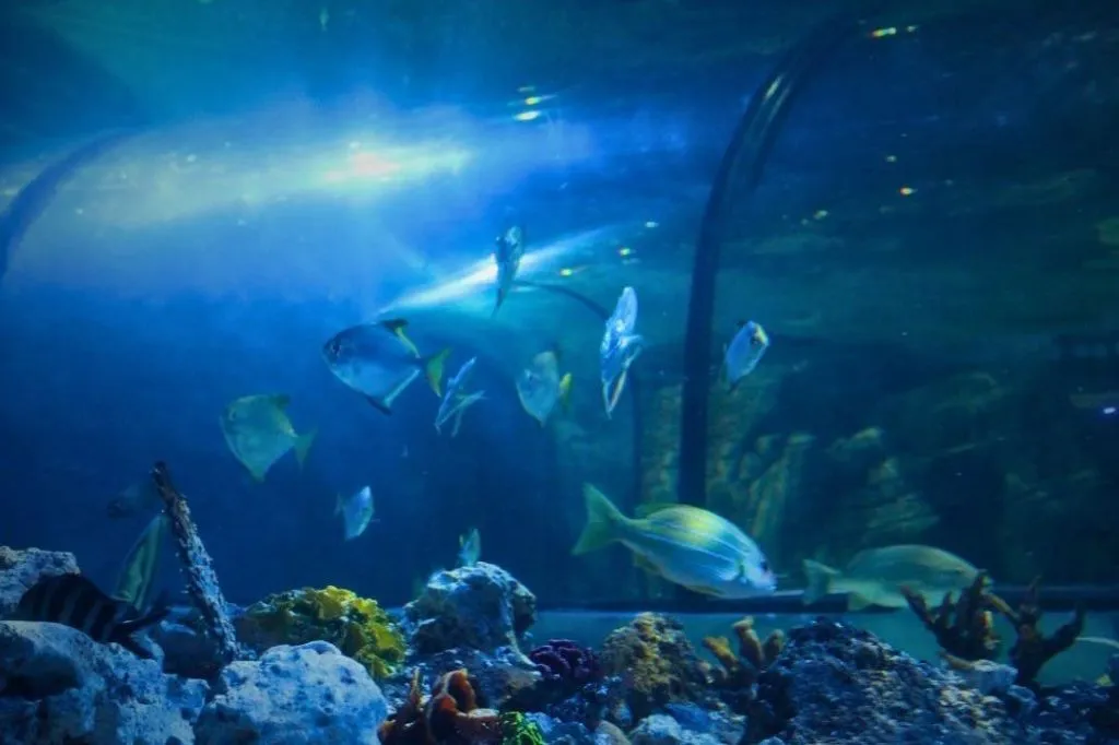 Exploris Aquarium: Entry Ticket