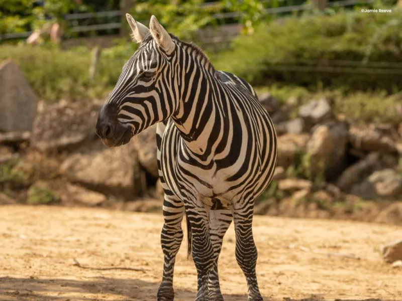 Colchester Zoo: Entry Ticket