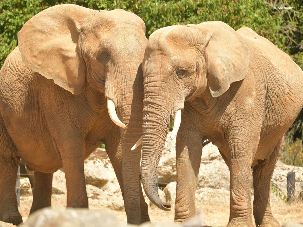 Colchester Zoo: Entry Ticket