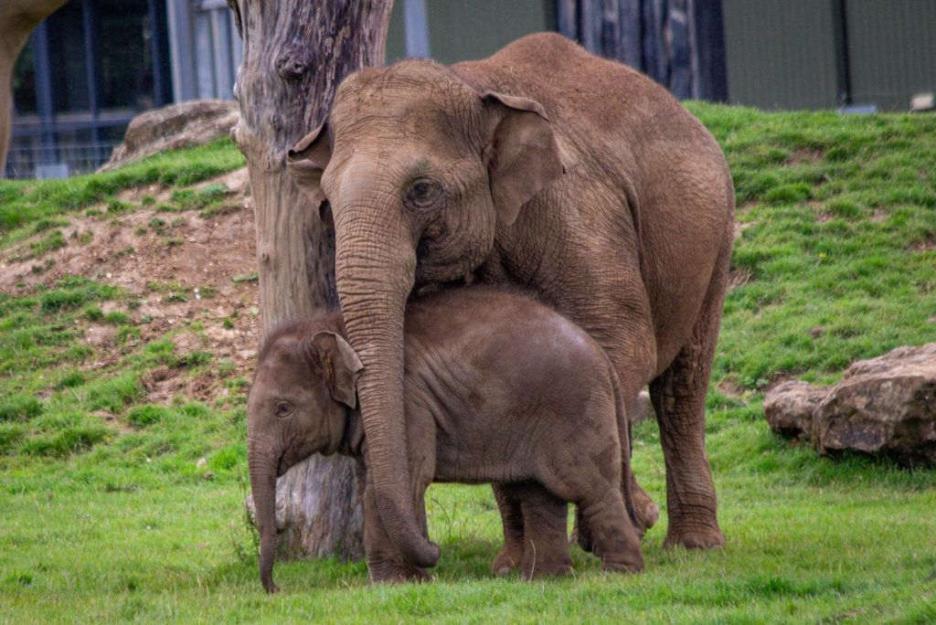 ZSL Whipsnade Zoo: Biglietto d'ingresso