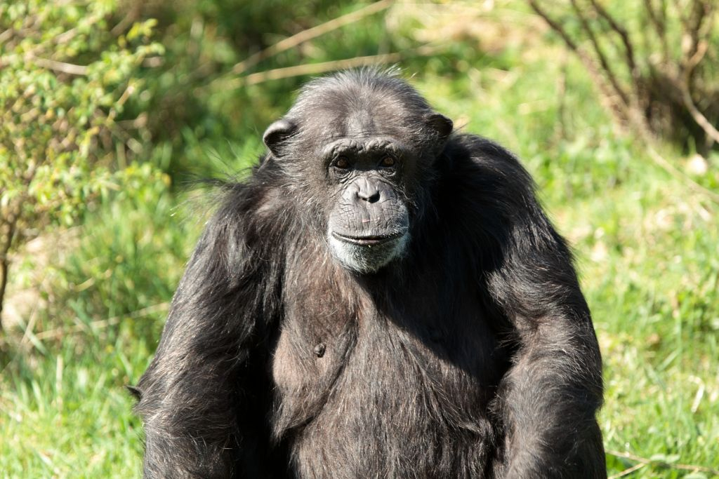 ZSL Whipsnade Zoo: Biglietto d'ingresso