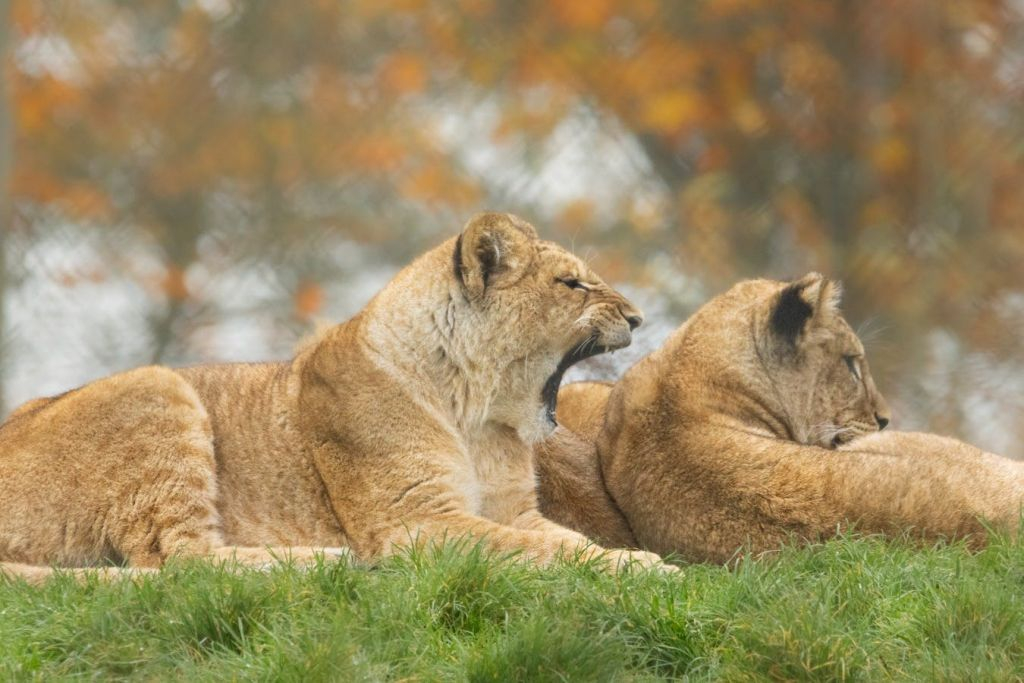 ZSL Whipsnade Zoo: Biglietto d'ingresso