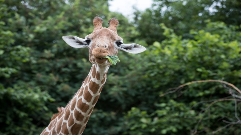 ZSL Whipsnade Zoo: Biglietto d'ingresso