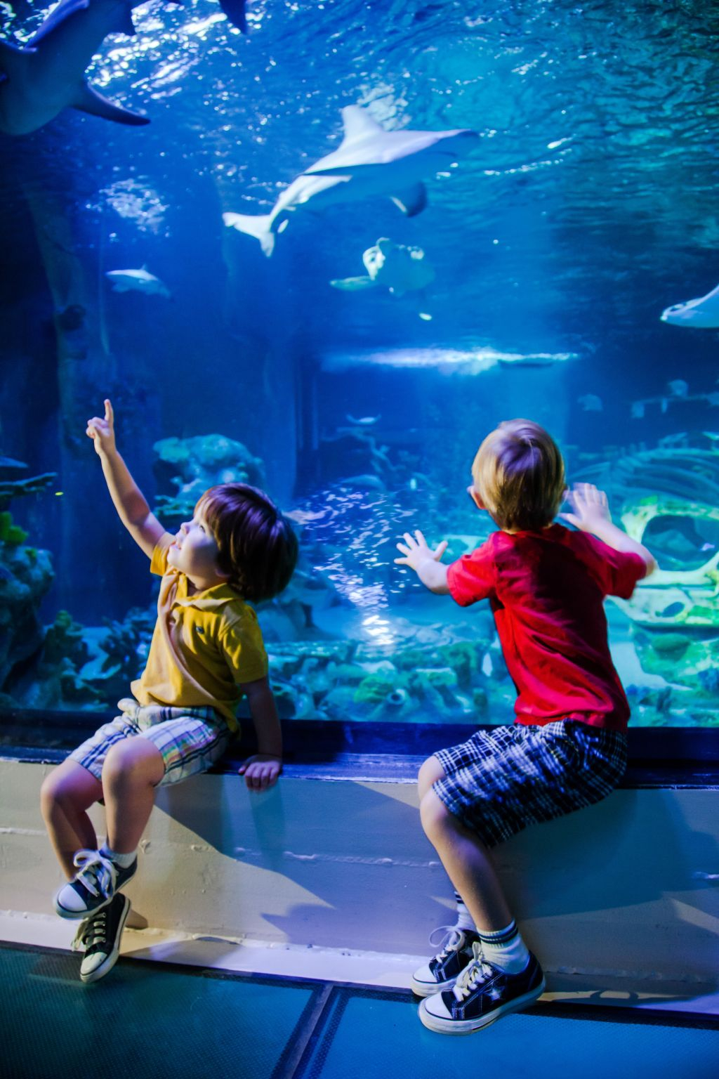 SEA LIFE London: Entry Ticket