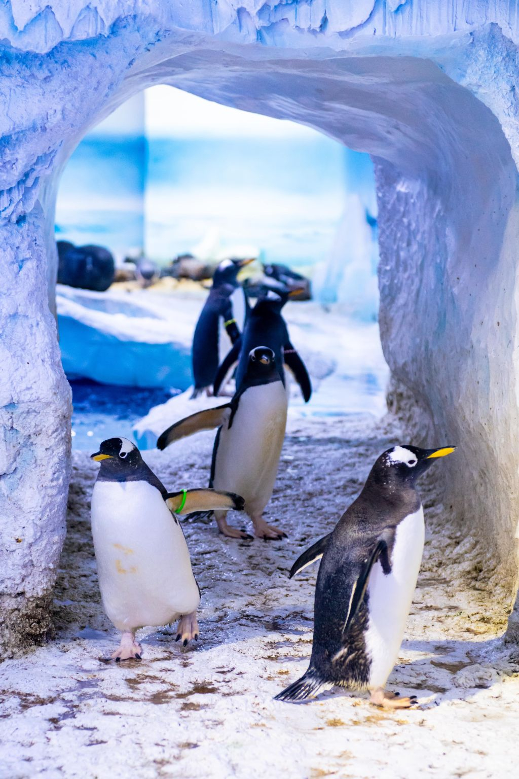 SEA LIFE London: Entry Ticket