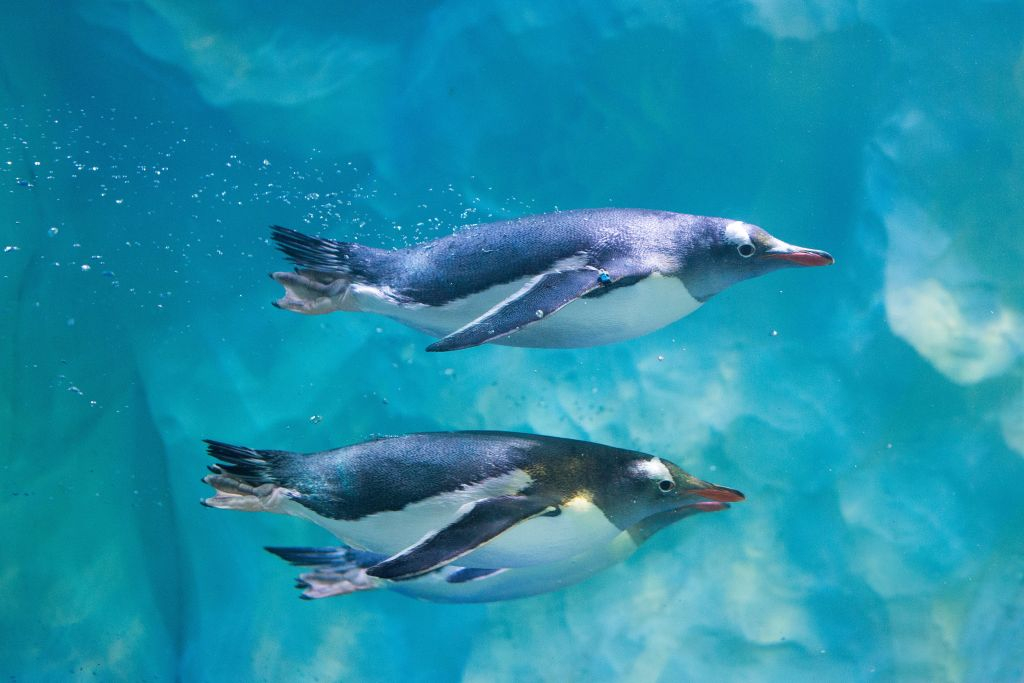 SEA LIFE London: Entry Ticket
