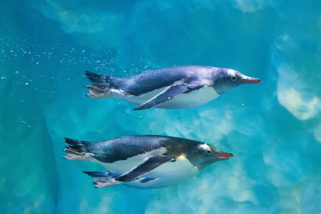 SEA LIFE London: Entry Ticket