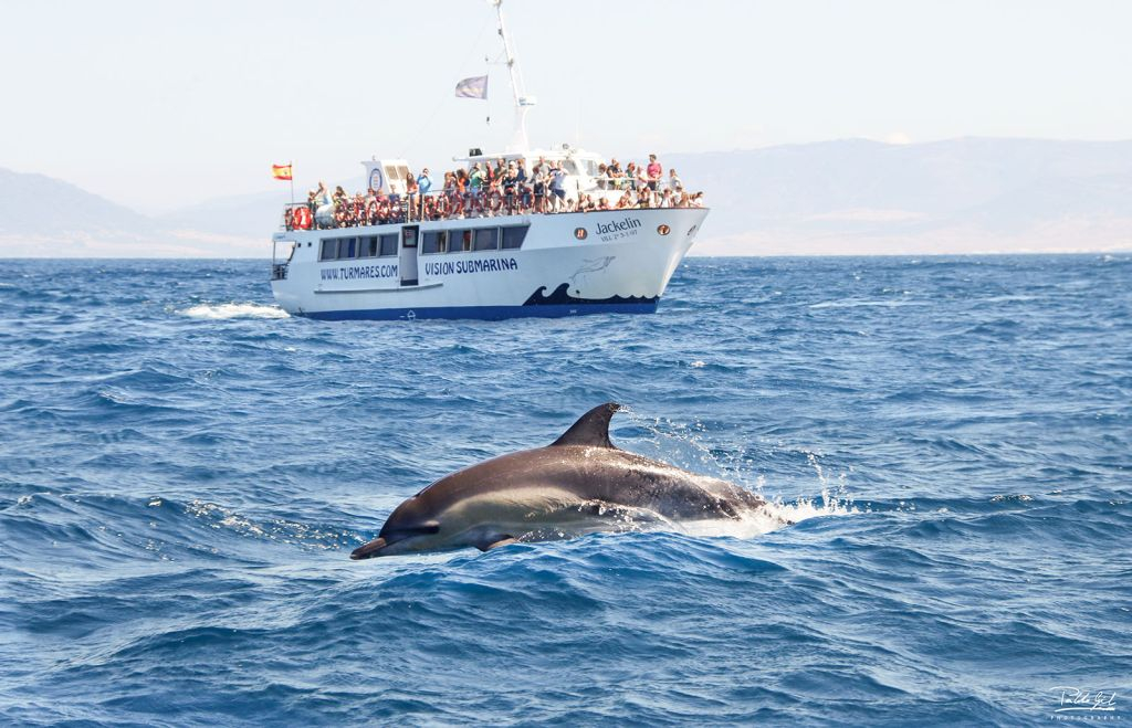 Observação de baleias e golfinhos em Tarifa