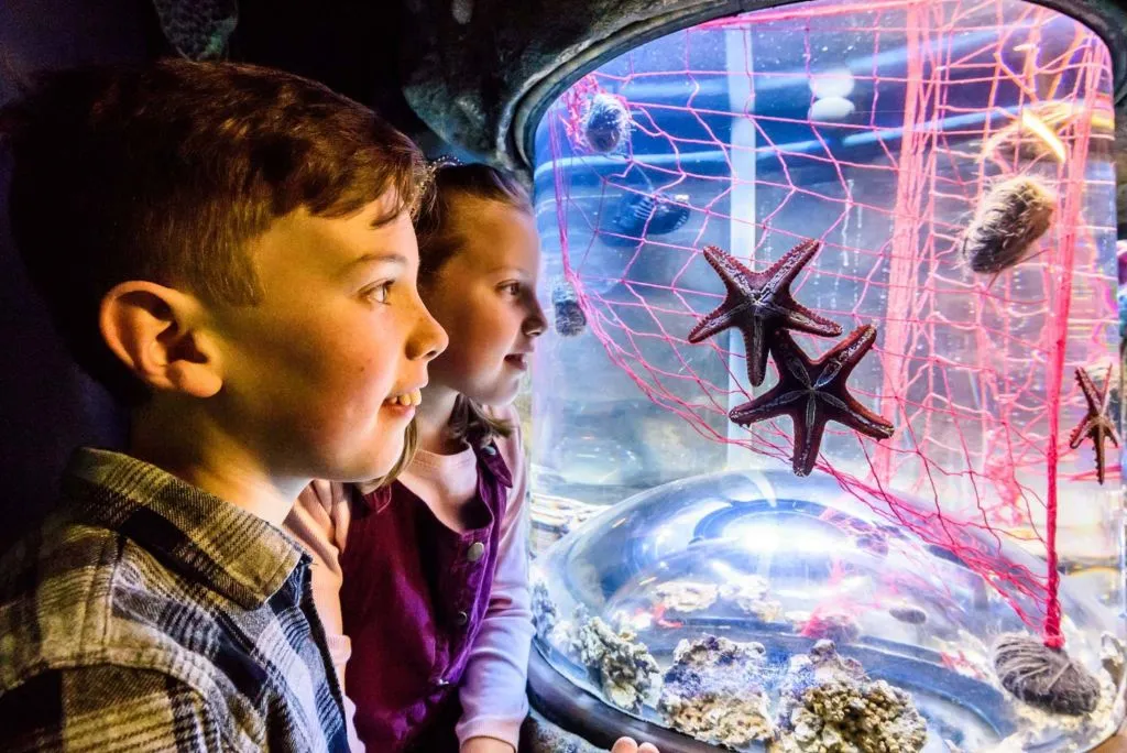 SEA LIFE Brighton: Standard Ticket