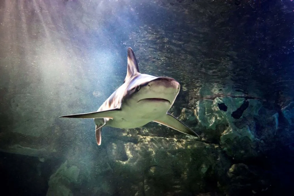 SEA LIFE Brighton: Standard Ticket