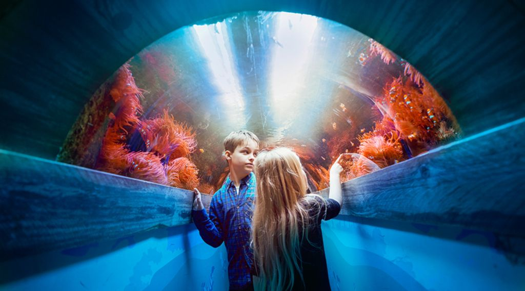 SEA LIFE Brighton: Standard Ticket