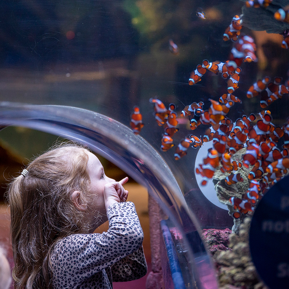 SEA LIFE Birmingham: Bilhete de entrada