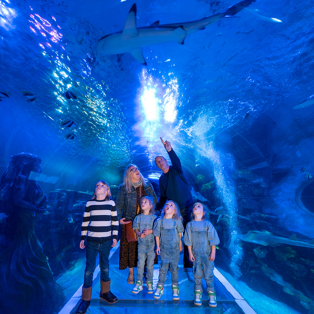 SEA LIFE Birmingham: bilhete de entrada