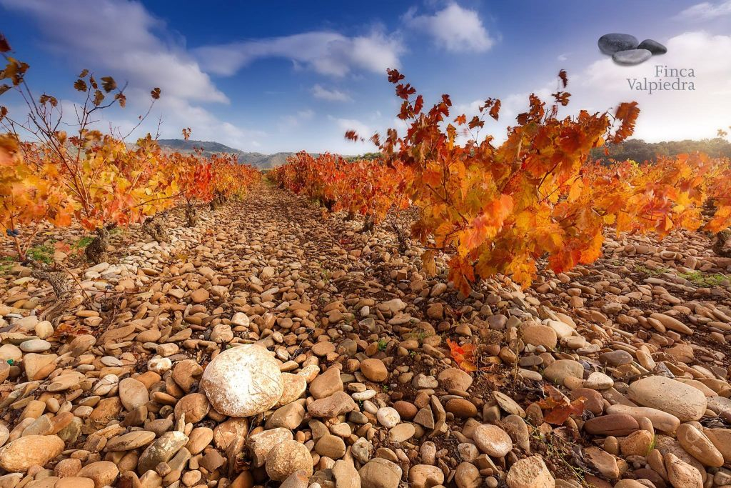 Bodega Finca Valpiedra 