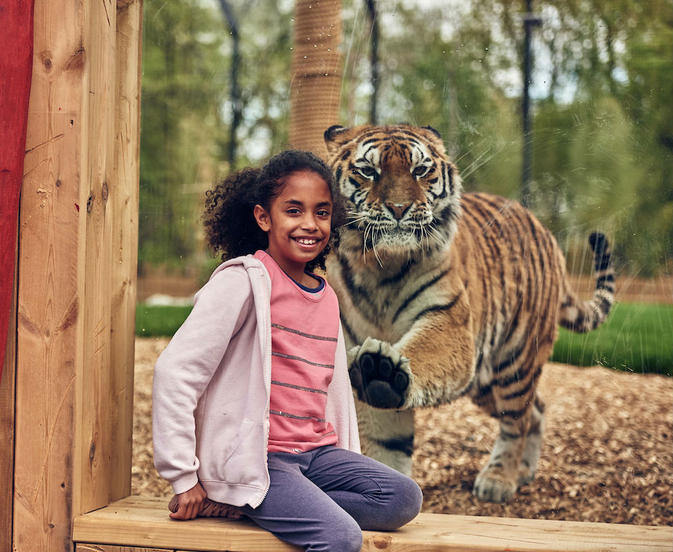 Chessington World of Adventures: Bilhete de entrada