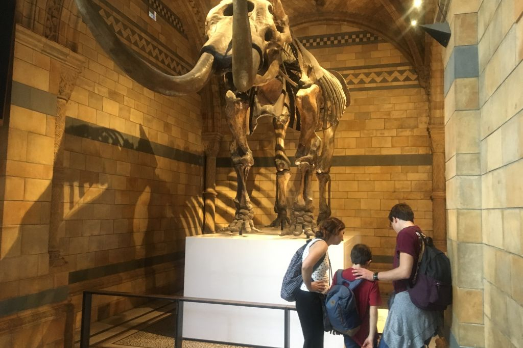 Musée d'histoire naturelle: Visite guidée