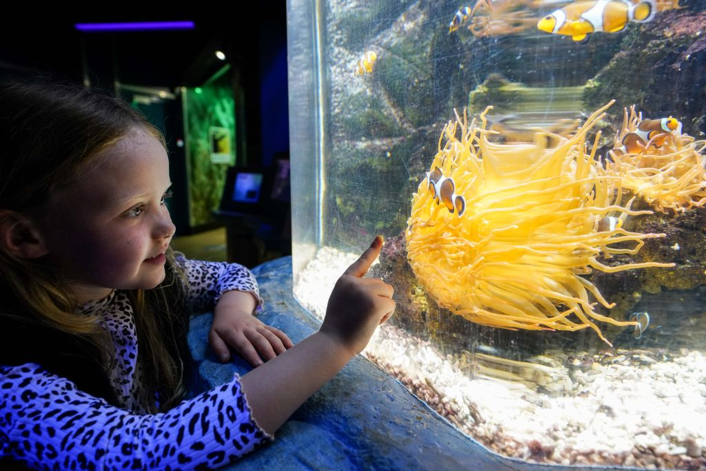 SEA LIFE Great Yarmouth: bilhete de entrada