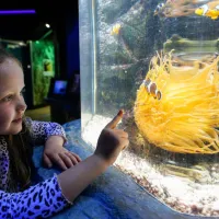SEA LIFE Great Yarmouth: Entry Ticket