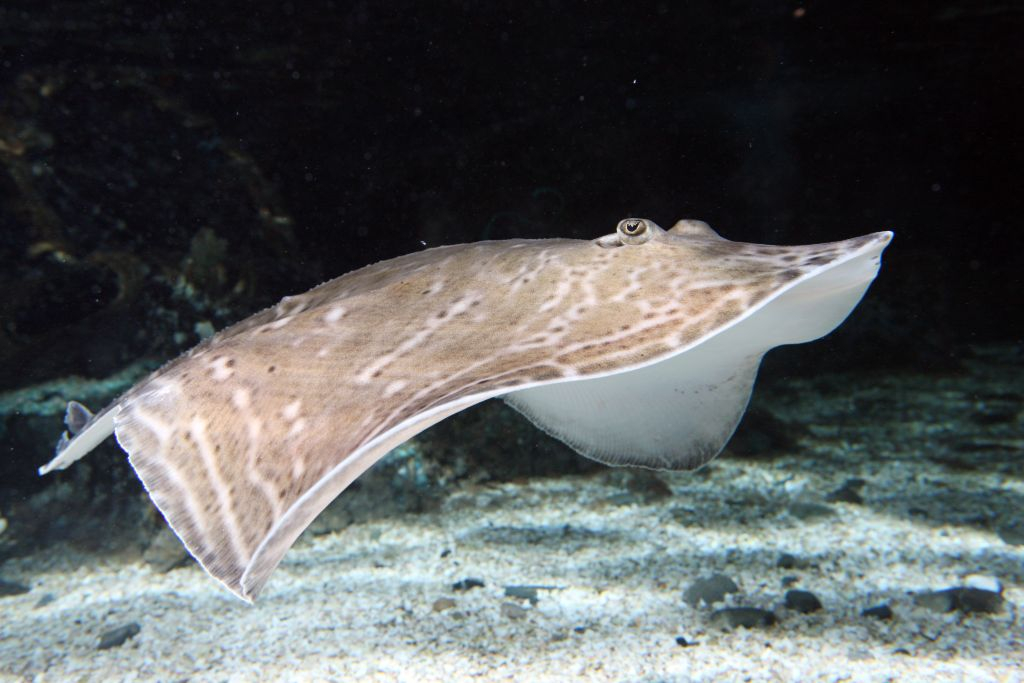 SEA LIFE Great Yarmouth: Bilhete de entrada