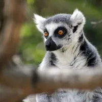 Faunia