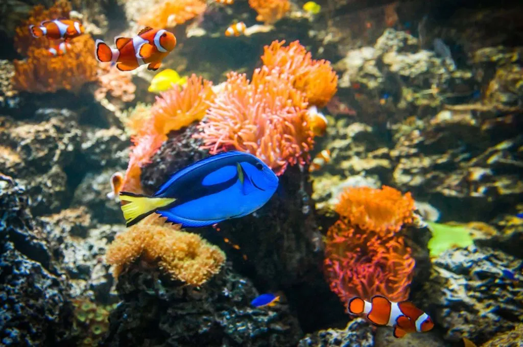 SEA LIFE Weymouth: Entry Ticket